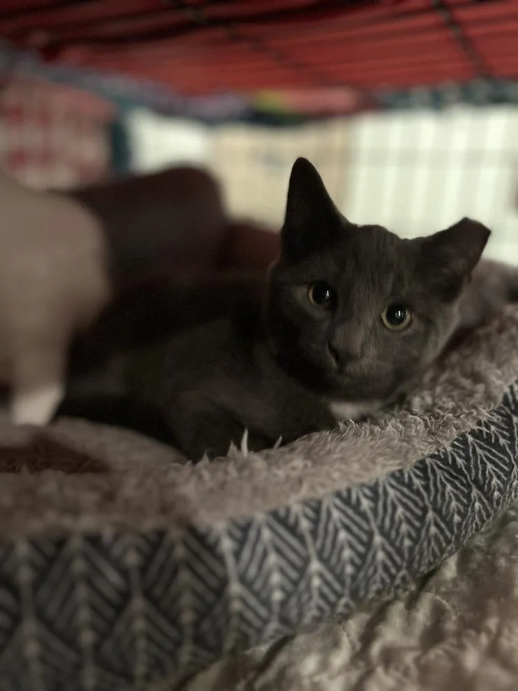 Charcoal thumbnail 3