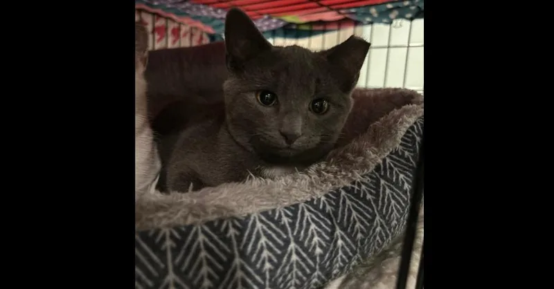 Charcoal thumbnail 4