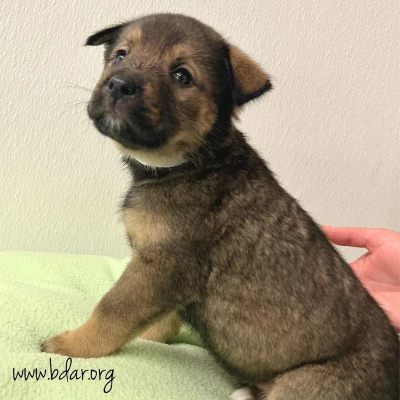 A baby medium-sized female Brown / Chocolate Mixed Breed dog named Zanga for adoption in Cheyenne, WY