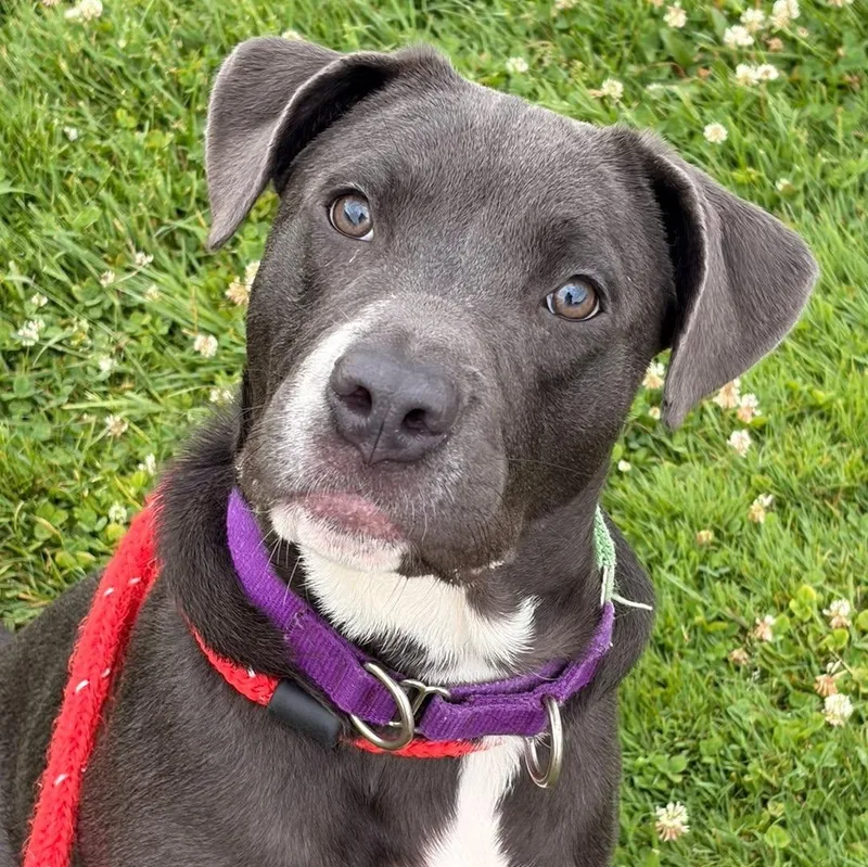 A baby large-sized female Terrier dog named Trixie for adoption in North Syracuse, NY