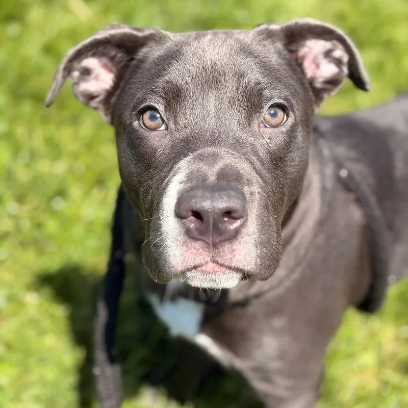 Trixie thumbnail 4