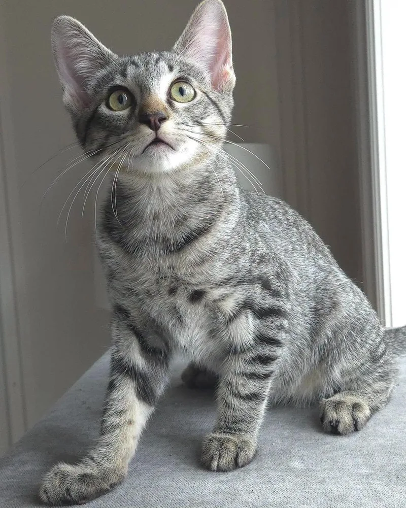 A baby medium-sized male Tabby (Brown / Chocolate) Domestic Short Hair cat named Jude for adoption in Houston, TX