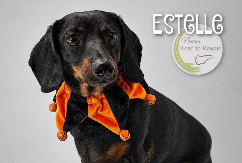 An adult small-sized female Dachshund dog named Estelle for adoption in Benton, LA