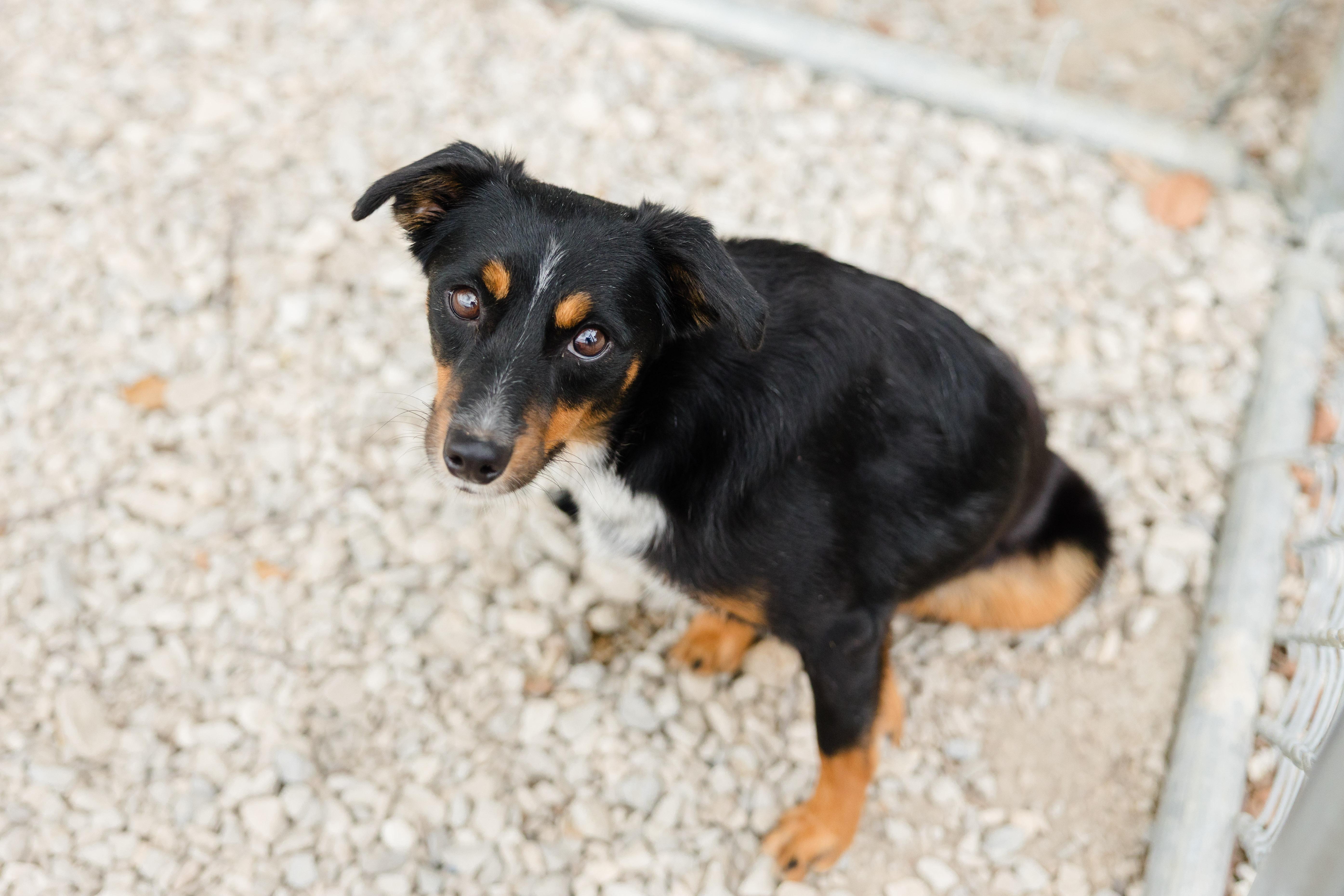 An adult medium-sized male Australian Shepherd dog named Reishi for adoption in Newburgh, IN