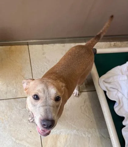 An adult medium-sized female Mixed Breed dog named Hennessy for adoption in Honolulu, HI