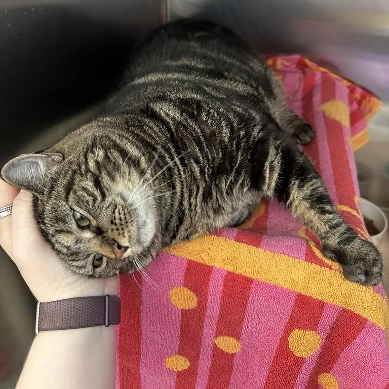 An adult extra large-sized female Brown / Chocolate Domestic Short Hair cat named Meeka for adoption in Pittsburgh, PA