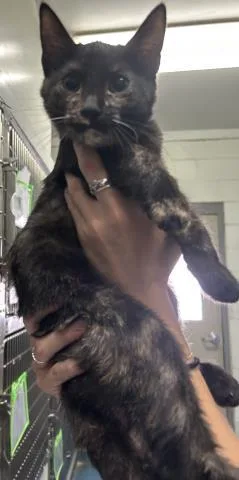 A baby small-sized female Domestic Short Hair cat named Almond for adoption in Pensacola, FL