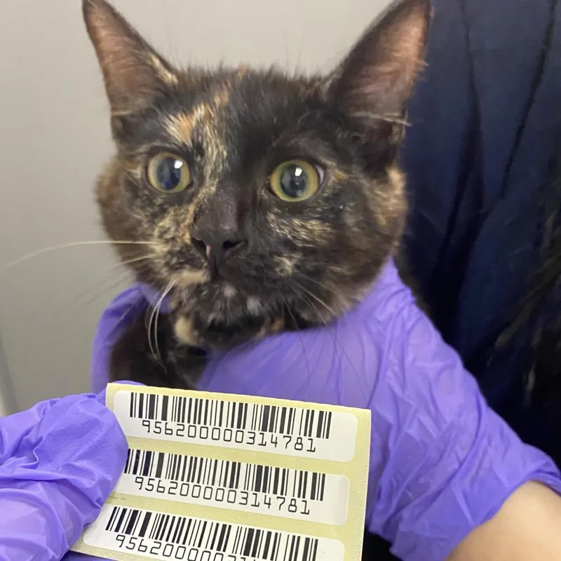 A young small-sized female Domestic Short Hair cat named Jewel for adoption in Charleston, WV
