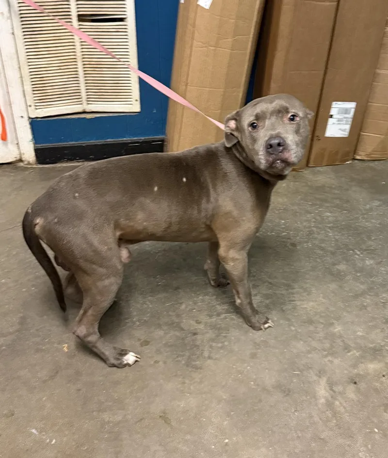 A young medium-sized male Pit Bull Terrier dog named Prescott for adoption in Ozark, AL