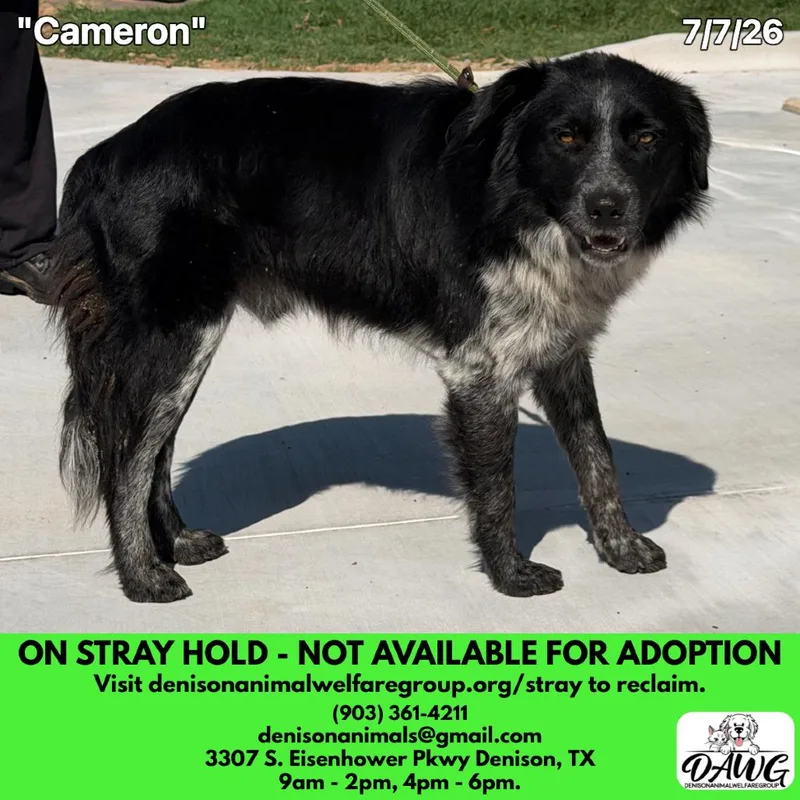 An adult medium-sized male Black Mixed Breed dog named Cameron for adoption in Denison, TX