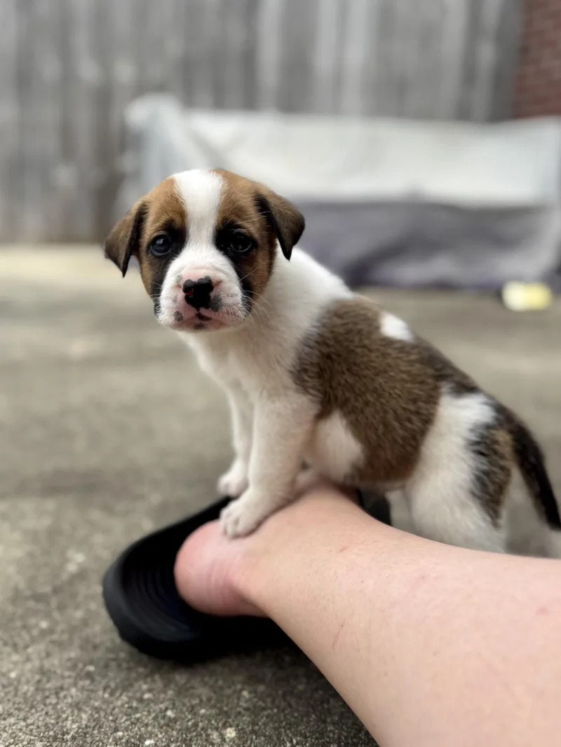 A baby large-sized male Tricolor (Brown, Black, & White) Anatolian Shepherd dog named Robert for adoption in Mount Meigs, AL