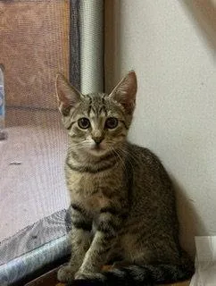A baby large-sized male Tabby (Brown / Chocolate) Domestic Short Hair cat named Hangtime for adoption in Lemoyne, PA