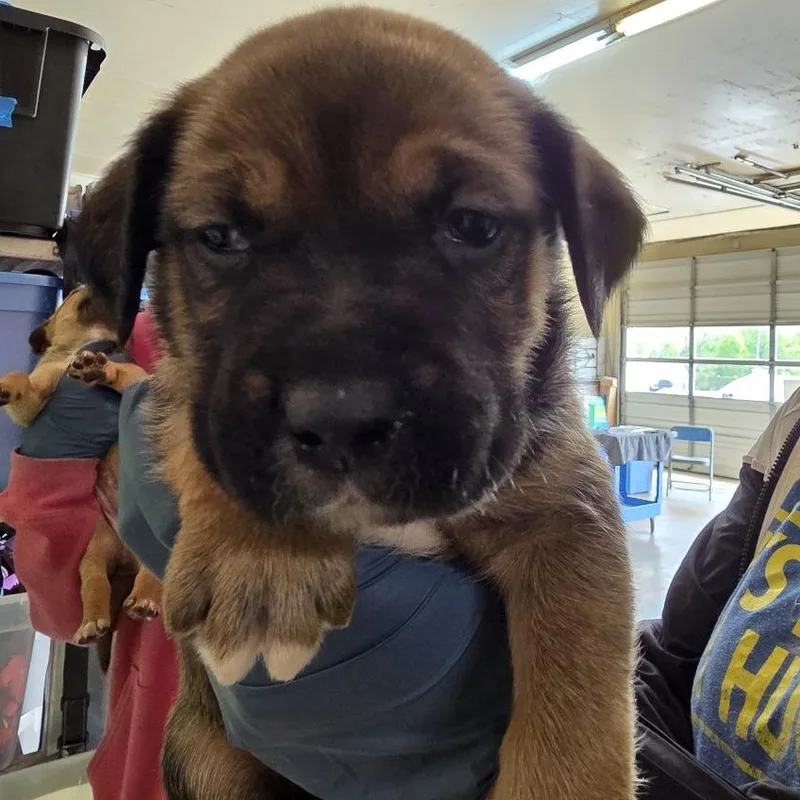 A baby medium-sized male Black Mixed Breed dog named Rocky for adoption in Denison, TX