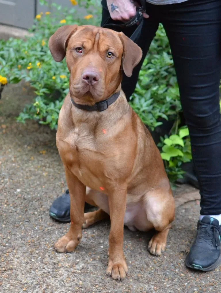 An adult large-sized male Mastiff dog named Hank for adoption in Germantown, TN