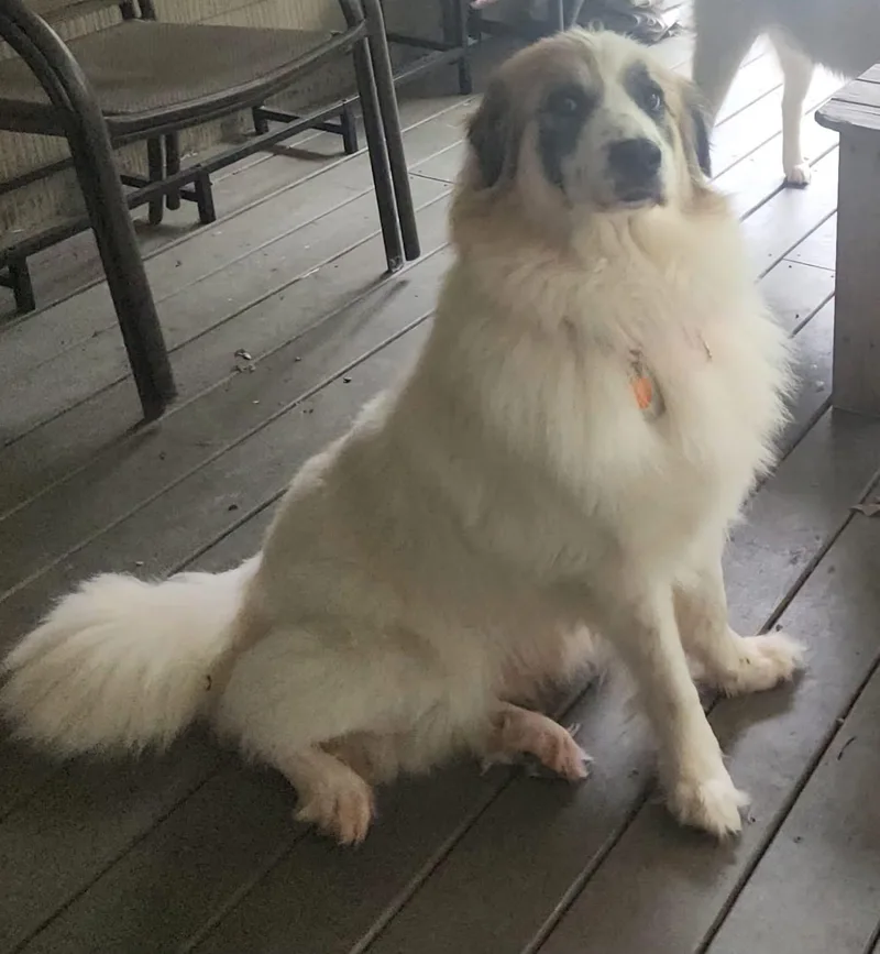 A young large-sized female Great Pyrenees dog named Meadow for adoption in Pittsburgh, PA