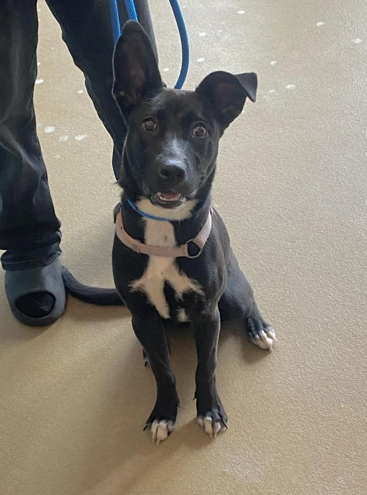 A young medium-sized female Black Mixed Breed dog named Espresso for adoption in Alexandria, VA