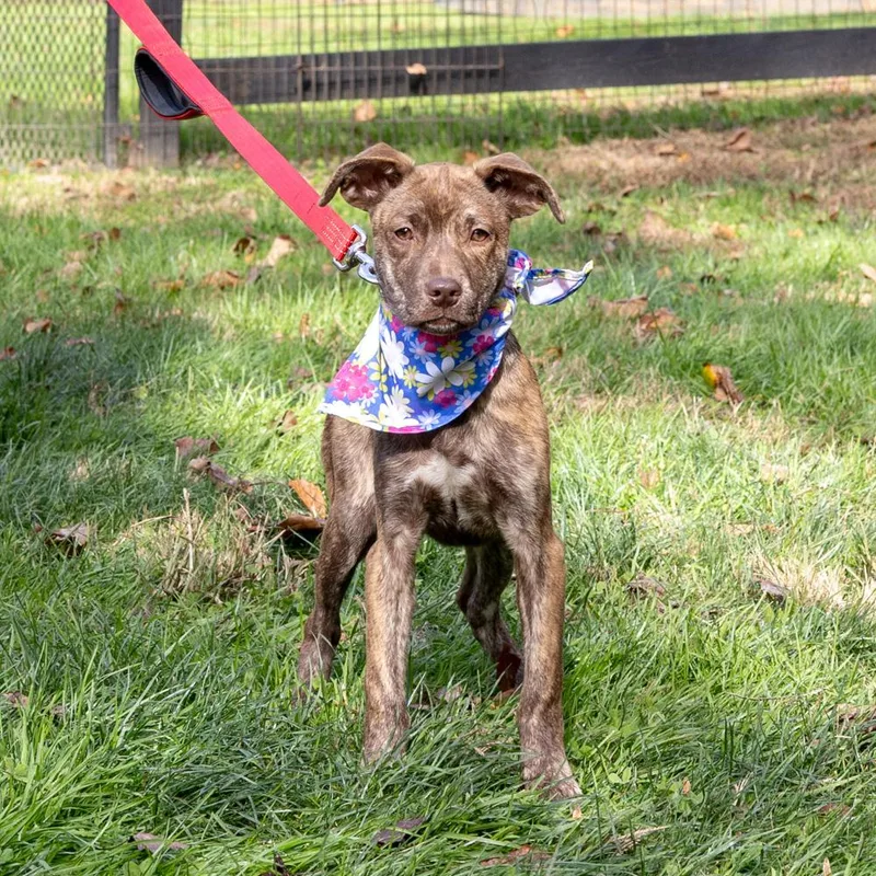 A baby small-sized female Brindle Jack Russell Terrier dog named AmoreAvail for adoption in West Grove, PA