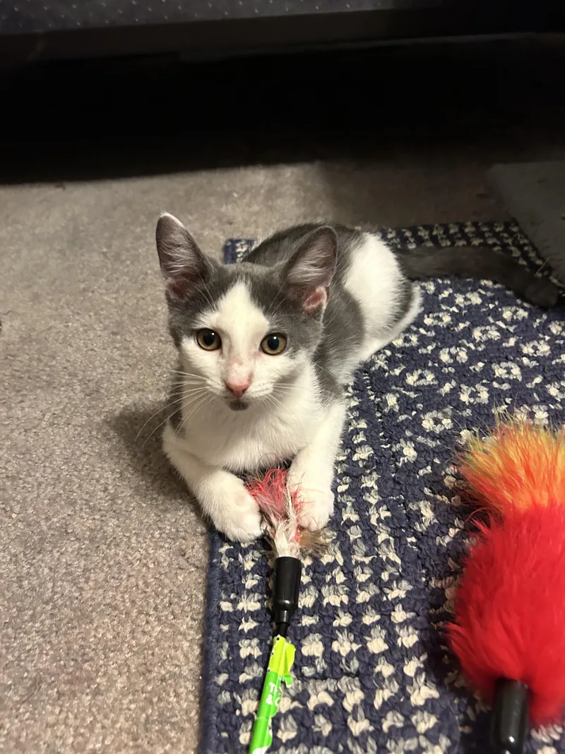 A baby small-sized male Domestic Short Hair cat named Munchin for adoption in Altoona, PA