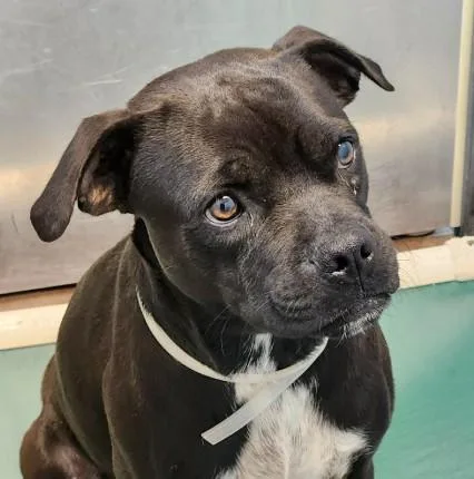 A young medium-sized male Staffordshire Bull Terrier dog named Pugsley for adoption in Houston, TX