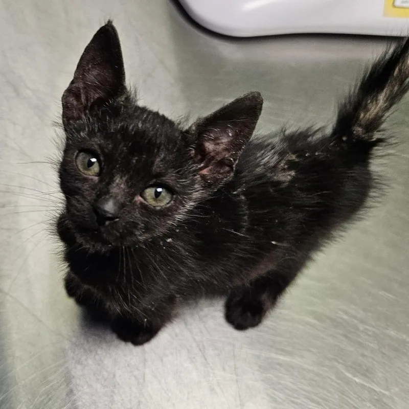 A baby small-sized male Black Domestic Short Hair cat named Quinjet for adoption in Austin, TX