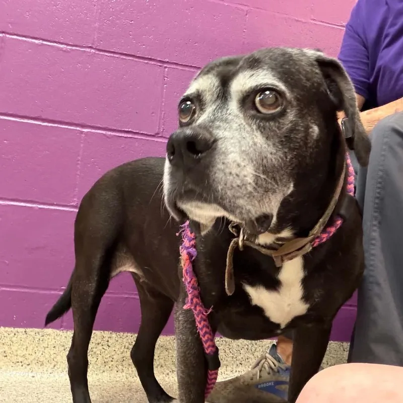 A senior medium-sized female Boxer dog named Lucille for adoption in Spring Hill, KS