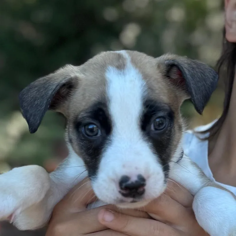 A baby large-sized male Brown / Chocolate Mixed Breed dog named Slinky for adoption in Tacoma, WA