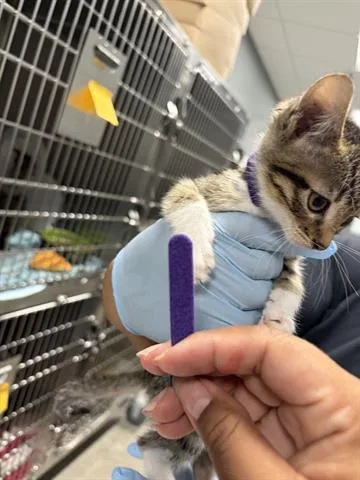A baby small-sized female Domestic Short Hair cat named Paris for adoption in San Martin, CA