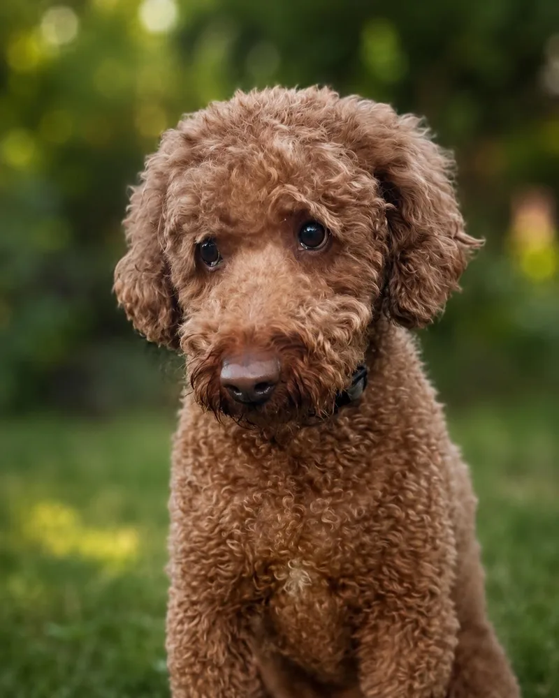 An adult medium-sized male Red / Chestnut / Orange Goldendoodle dog named Poola for adoption in Coachella, CA