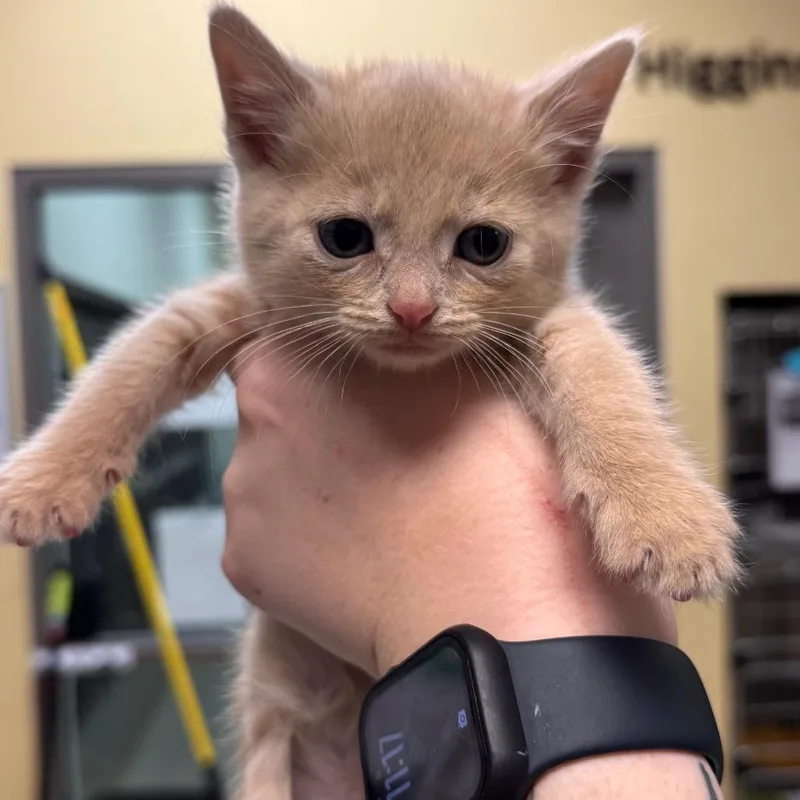 A baby small-sized male Buff / Tan / Fawn Domestic Short Hair cat named Prince for adoption in Lynchburg, VA