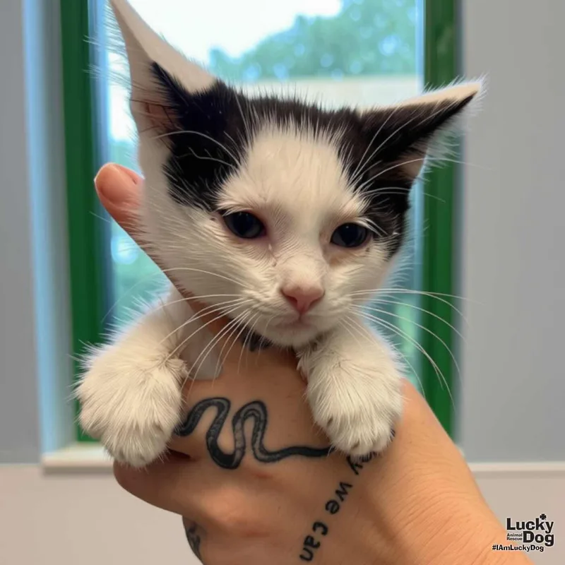 A baby medium-sized male Black & White / Tuxedo Domestic Short Hair cat named Baby Seth for adoption in Washington, DC