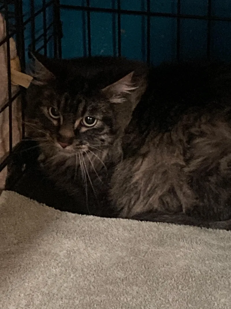 An adult large-sized female Maine Coon cat named Moana for adoption in Billings, MT