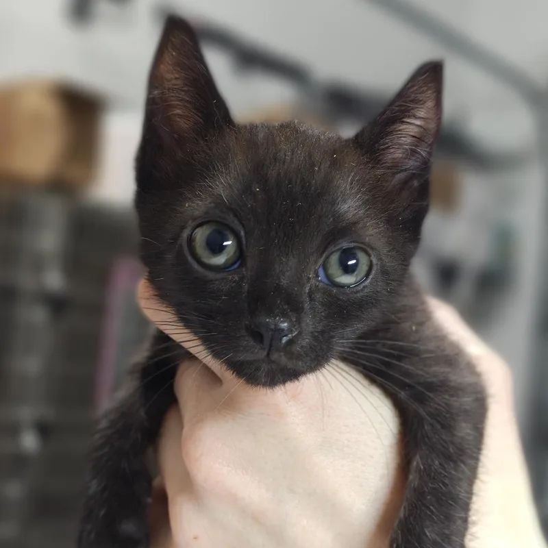 A baby small-sized female Black Domestic Short Hair cat named Ocka for adoption in Parkland, FL