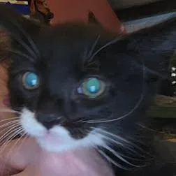 A young small-sized female Black Domestic Medium Hair cat named Jean for adoption in San Pablo, CA