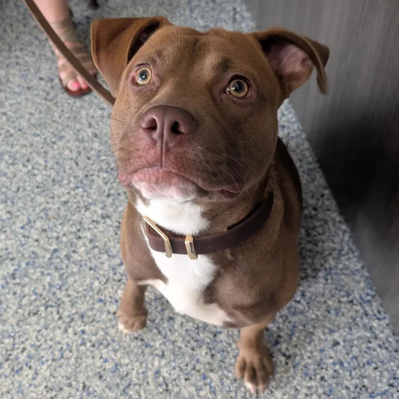 An adult medium-sized male Brown / Chocolate American Staffordshire Terrier dog named Pinto Bean for adoption in Greenville, SC