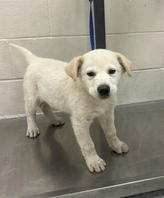 A baby small-sized male Labrador Retriever dog named Brett for adoption in Conroe, TX