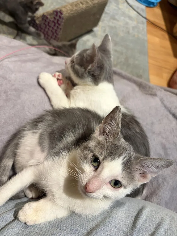 A baby small-sized male Gray & White Domestic Short Hair cat named Dali for adoption in Chicago, IL
