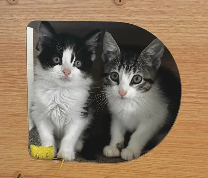 A baby medium-sized female Domestic Short Hair cat named Jasmine for adoption in Emerald Isle, NC