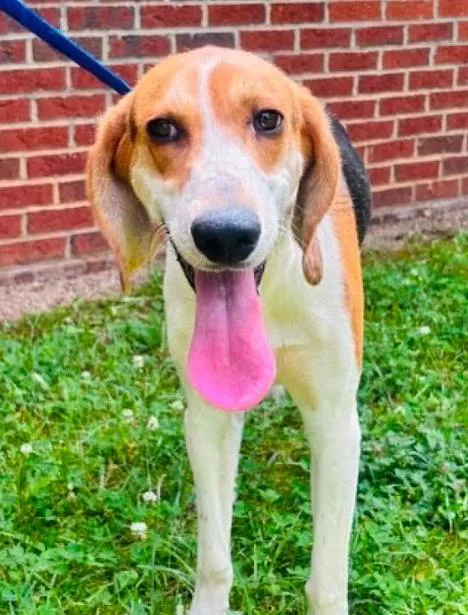 A young medium-sized male Tricolor (Brown, Black, & White) Hound dog named Waylon for adoption in Washington DC, DC