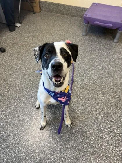A senior medium-sized female Retriever dog named Serena for adoption in Westland, MI