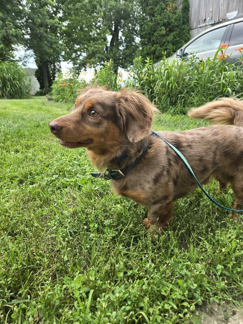 An adult small-sized male Merle (Red) Dachshund (Miniature Long Haired) dog named Leo cute dachshund for adoption in RUSSIAVILLE, IN