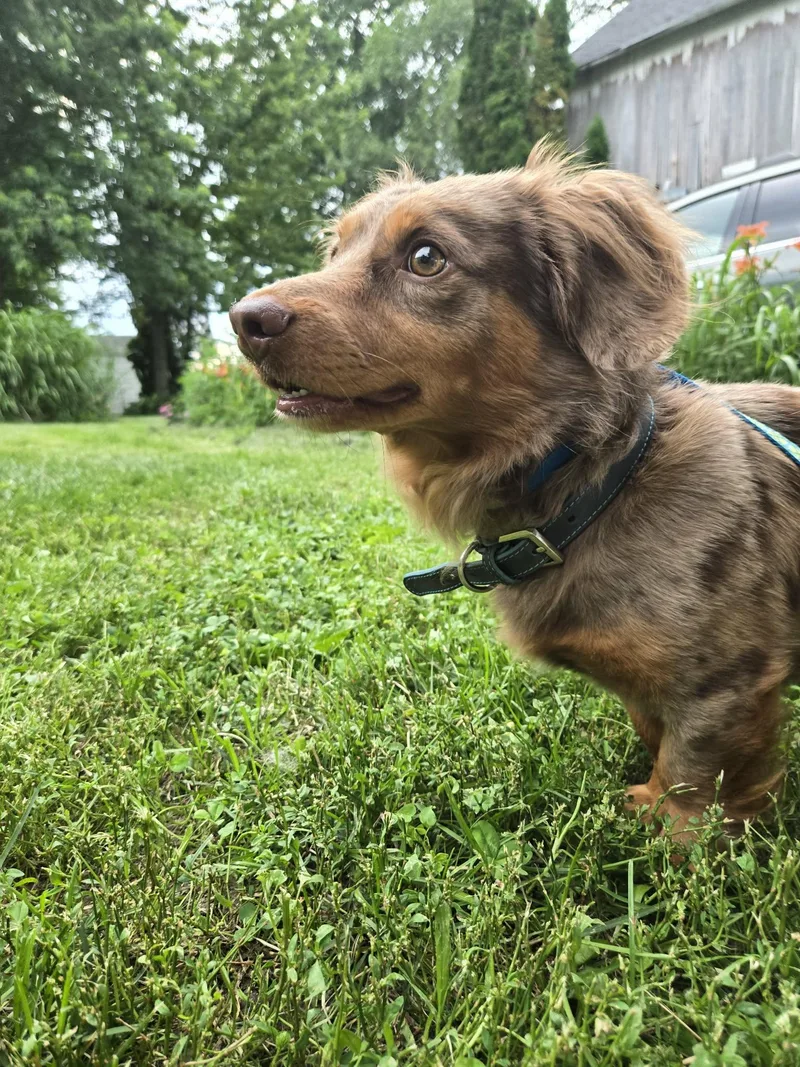 Leo cute dachshund thumbnail 2