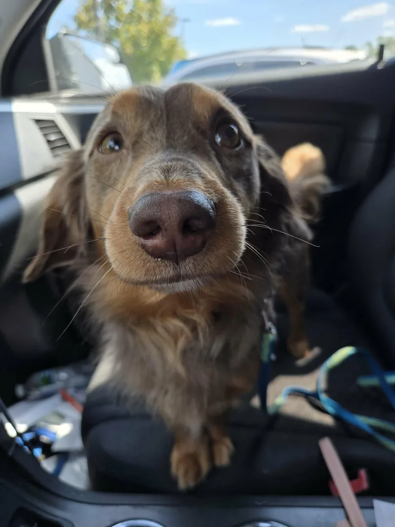 Leo cute dachshund thumbnail 3
