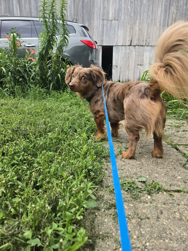 Leo cute dachshund thumbnail 4