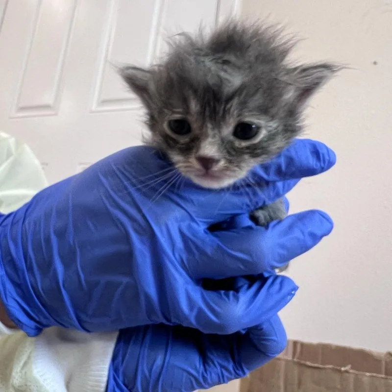A baby small-sized male Gray / Blue / Silver Domestic Medium Hair cat named Puggle for adoption in Branford, CT