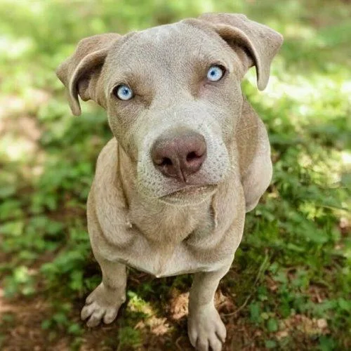 A baby medium-sized female Brown / Chocolate Mixed Breed dog named Kit for adoption in South Portland, ME