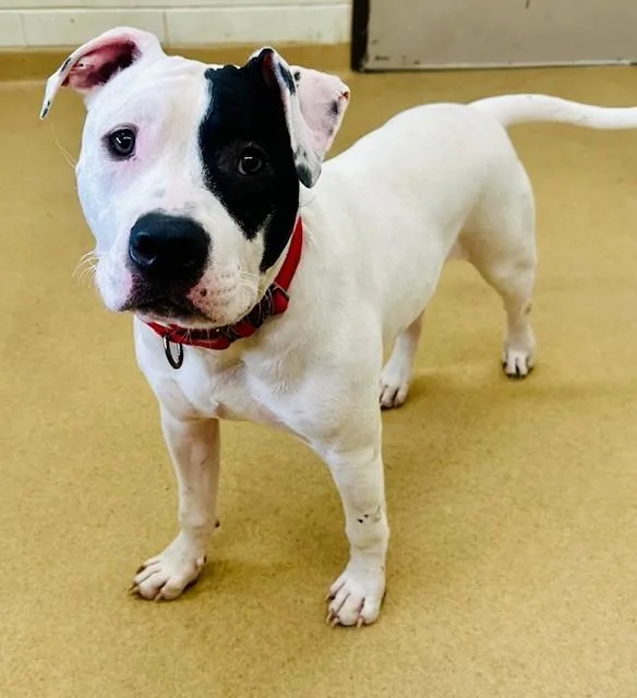 A young medium-sized male Pit Bull Terrier dog named Farley for adoption in Derwood, MD