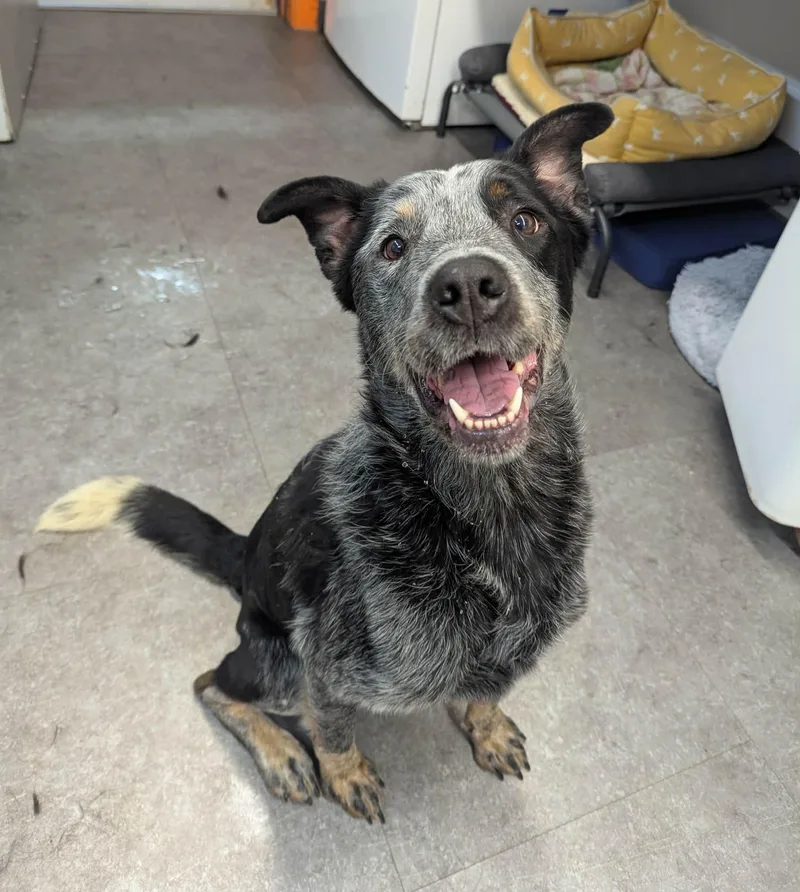 An adult medium-sized male Gray / Blue / Silver Australian Cattle Dog / Blue Heeler dog named Banjo for adoption in Delhi, NY