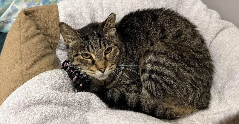 A senior medium-sized female Brown / Chocolate Domestic Short Hair cat named Mystery for adoption in Hudson, NH