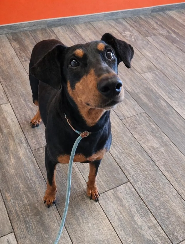 Rocco Yrly thumbnail 2