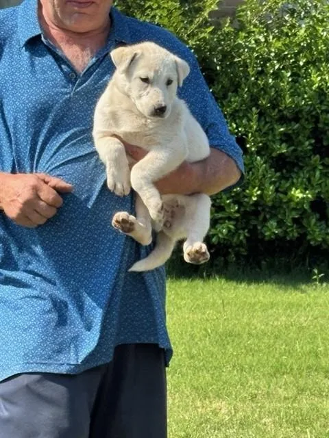 A young small-sized female Australian Shepherd dog named Darla for adoption in Oklahoma City, OK